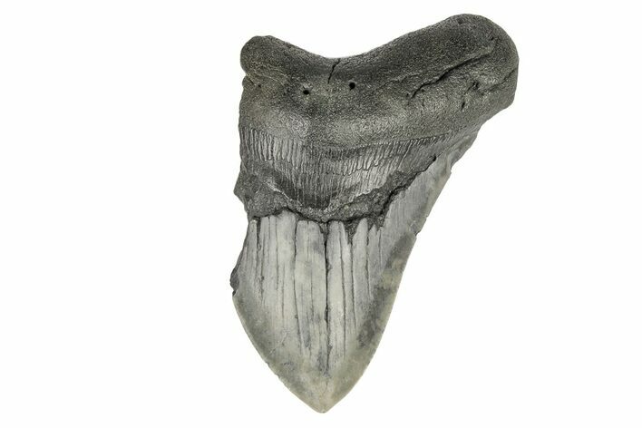 Partial, Fossil Megalodon Tooth #193968